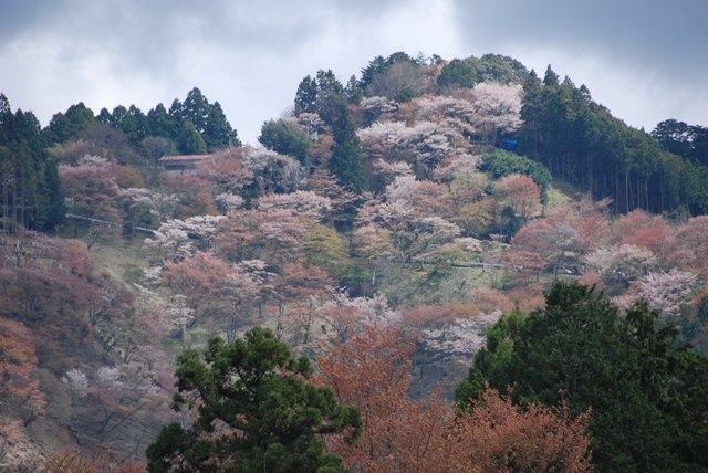 http://www.shudo-h.ed.jp/dosokai/2015/05/20/13-1DSC_0094.JPG